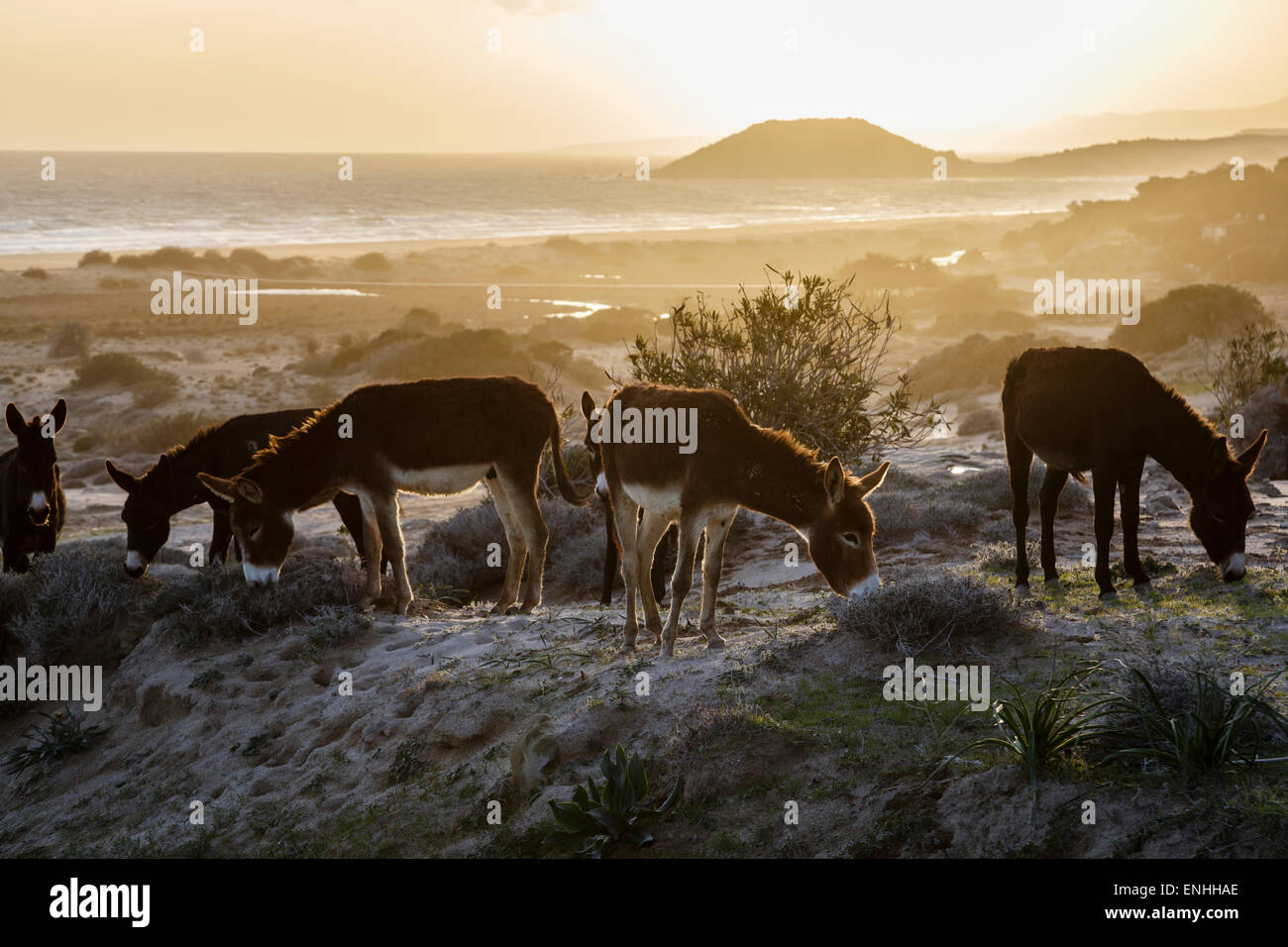 Wild donkeys at Golden Beach, Karpaz Peninsula, Northern Cyprus Stock Photo