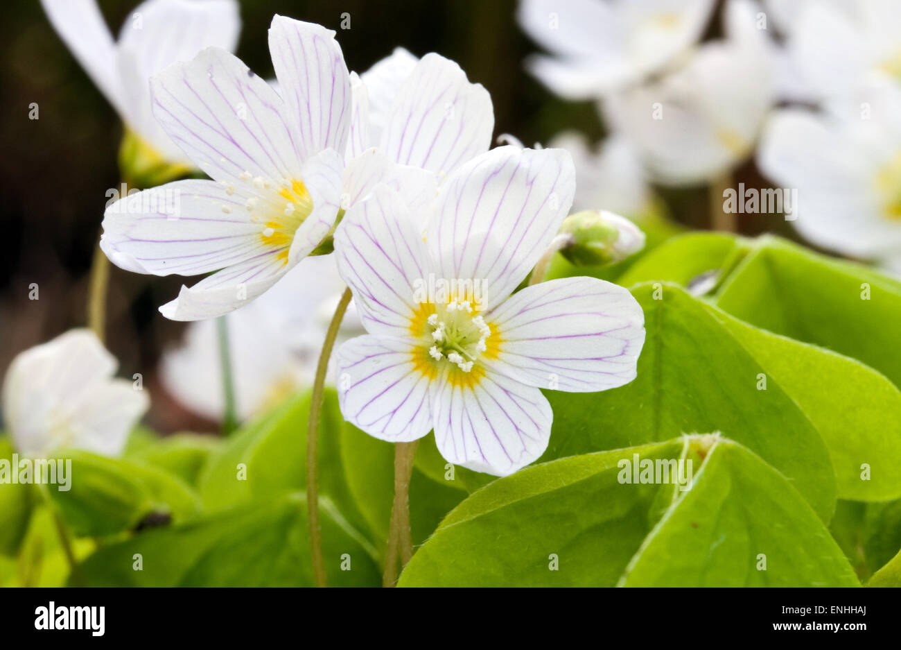 Wood Sorrel (Oxalis acetosella) Spring,Ireland Stock Photo