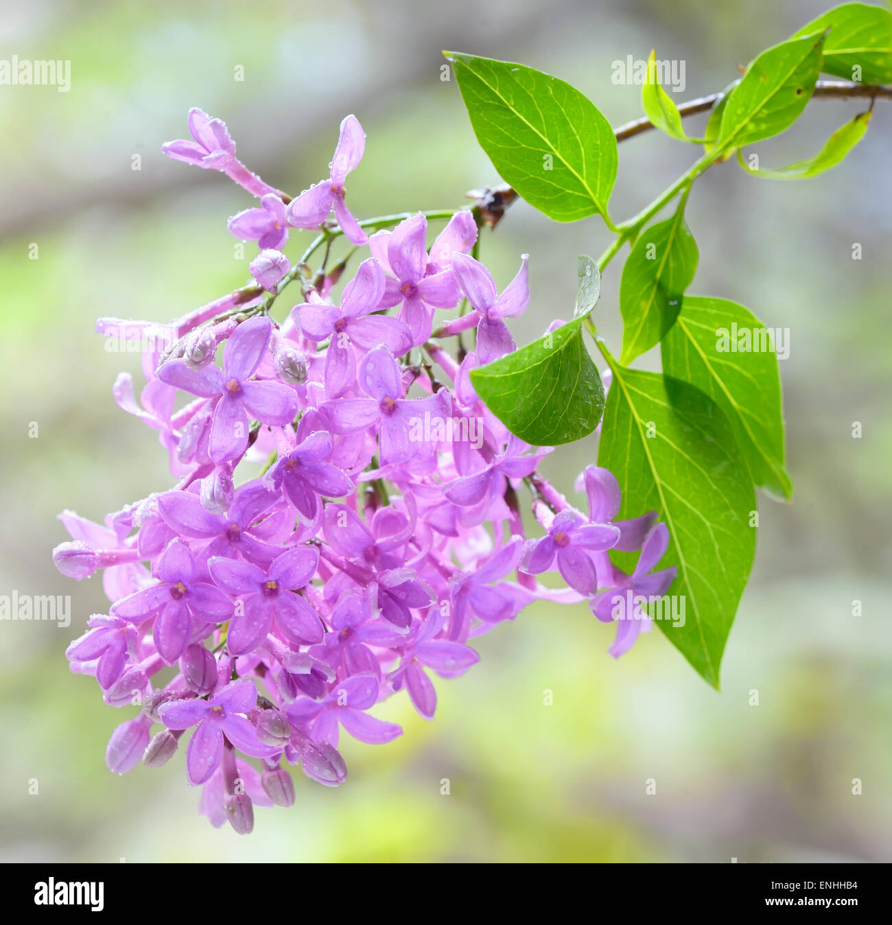 Macro image of spring lilac violet flowers Stock Photo