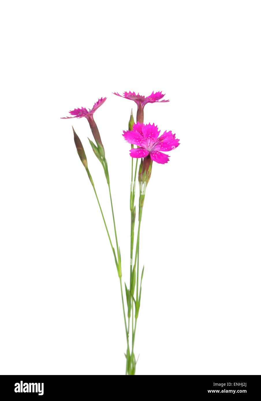 Maiden pink (Dianthus deltoides) Stock Photo