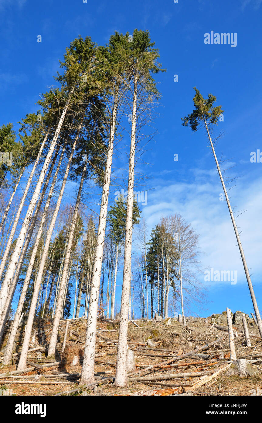 Clear cutting Stock Photo