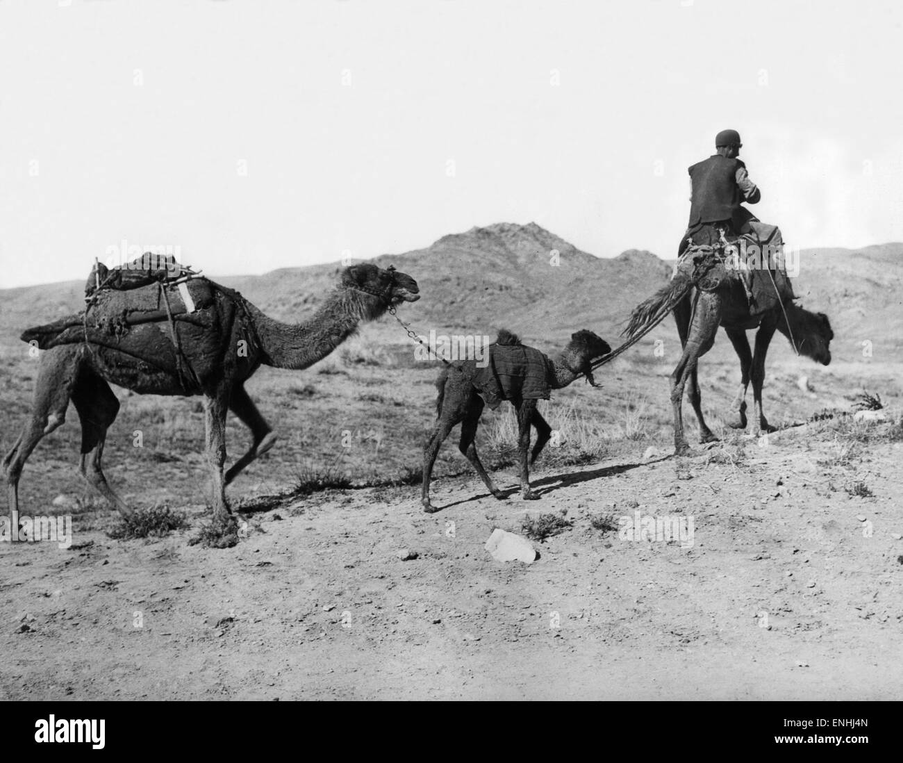 On the road to Tehran, a persian peasant with camels, Circa 1926 Stock