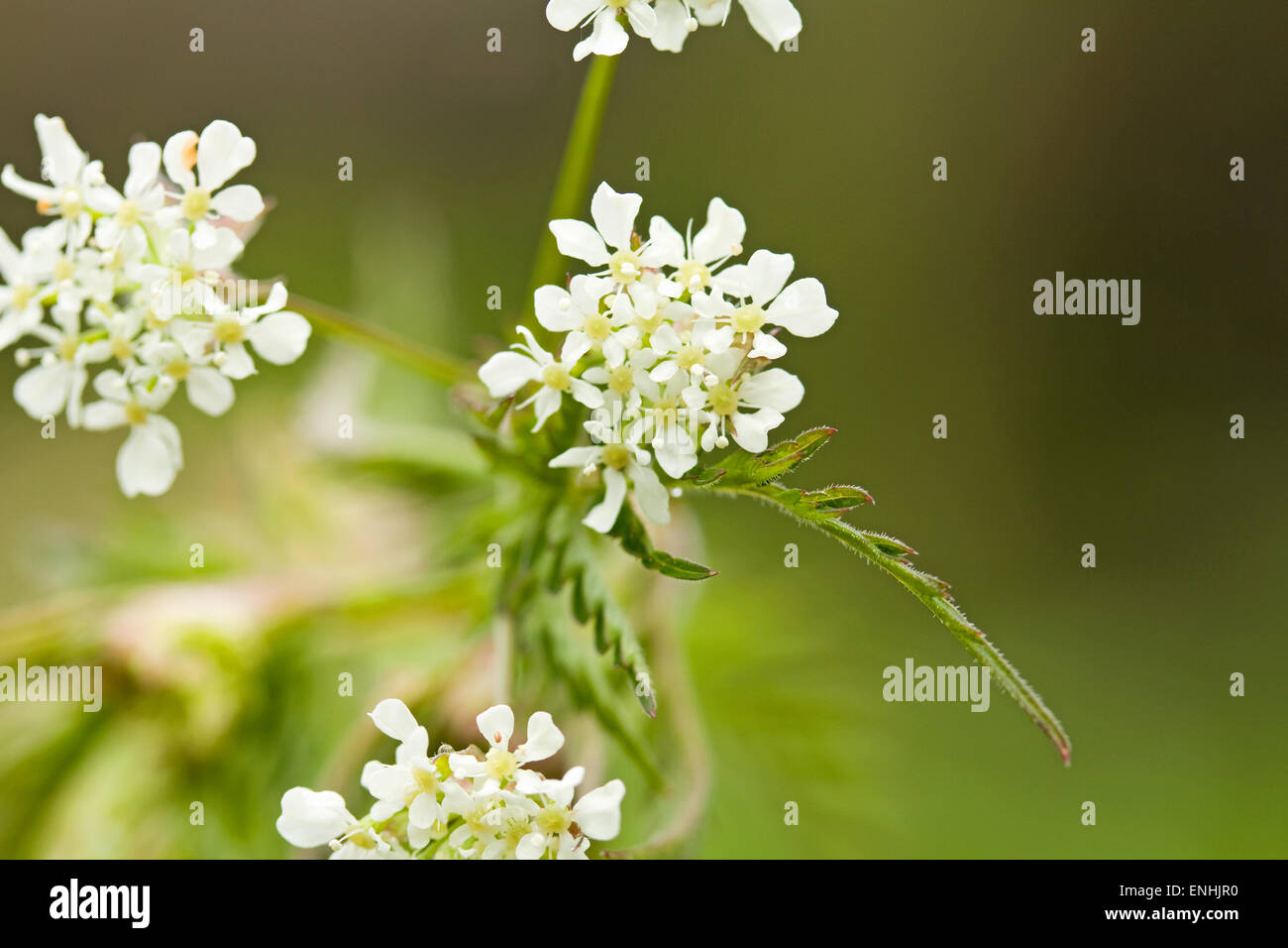 Cow parsley leaves anthriscus sylvestris hires stock photography and