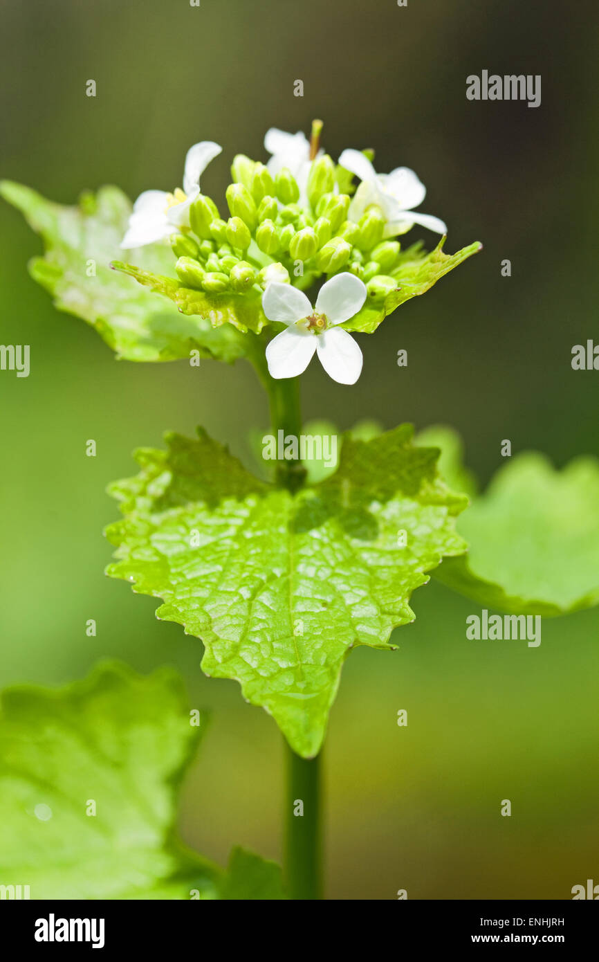 Garlic Mustard (Alliaria petiolata) May,Ireland Stock Photo Alamy