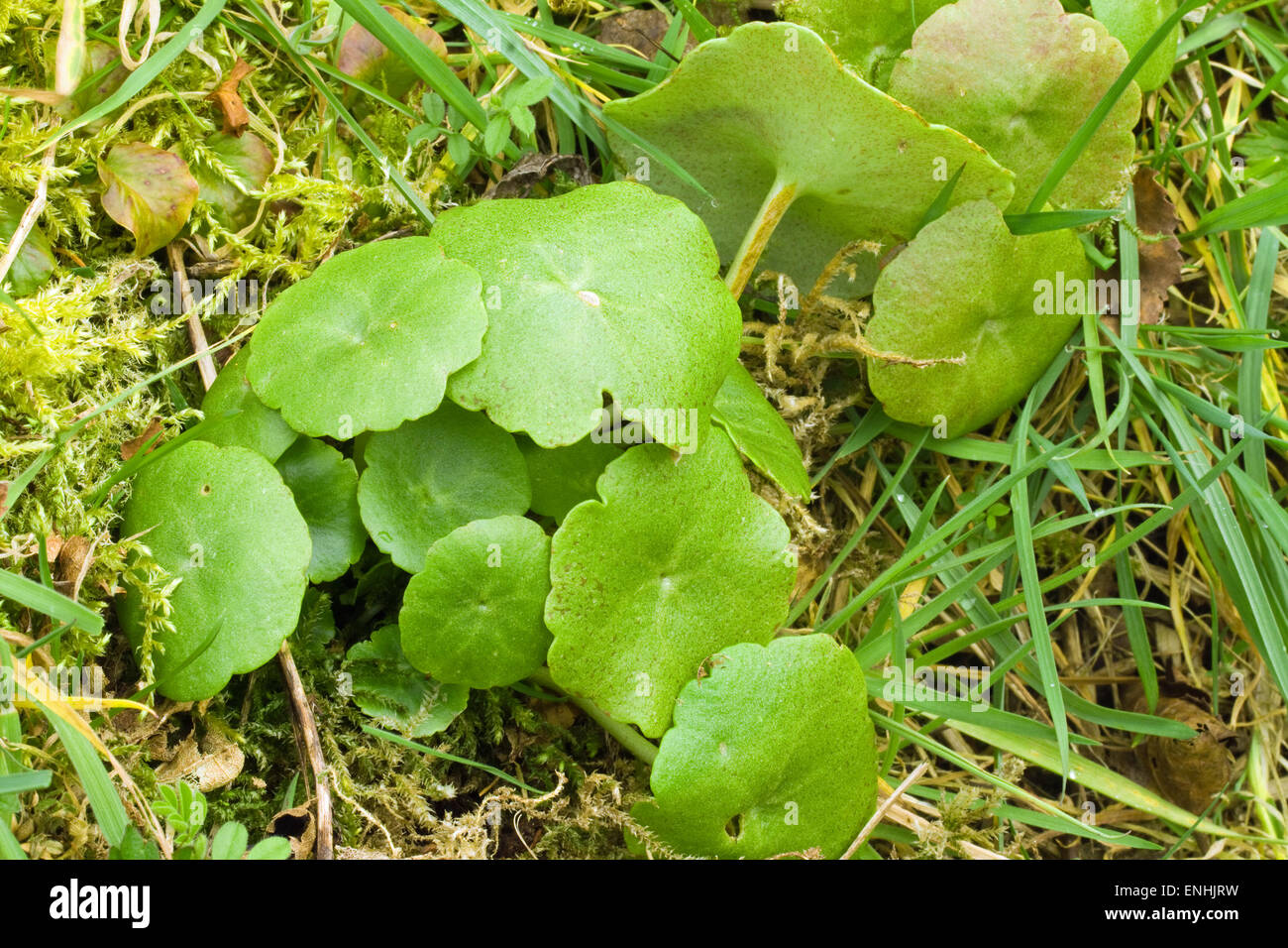 Marsh pennywort (Hydrocotyle vulgaris),wildflower,Spring,Ireland Stock Photo