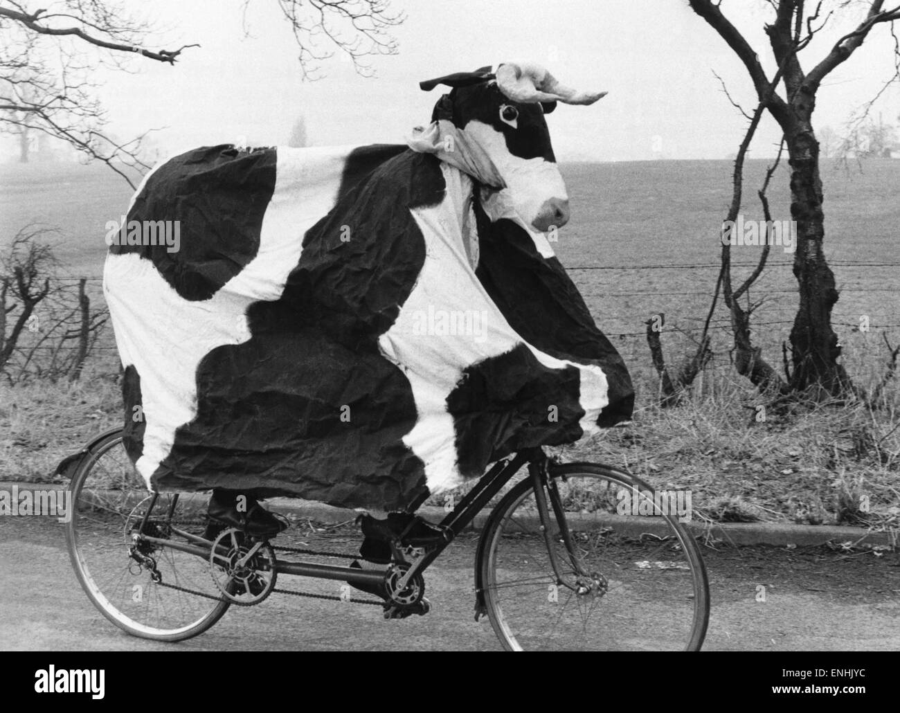 Now here's a likely candidate for this year's milk race, a lady who is way ahead of the common herd. Daisy reckons she's just the cream of amateur cycling -- the faster moo-ver in the West Midlands, so to speak. Daisy the money-raiser on the bicycle. Marc Stock Photo