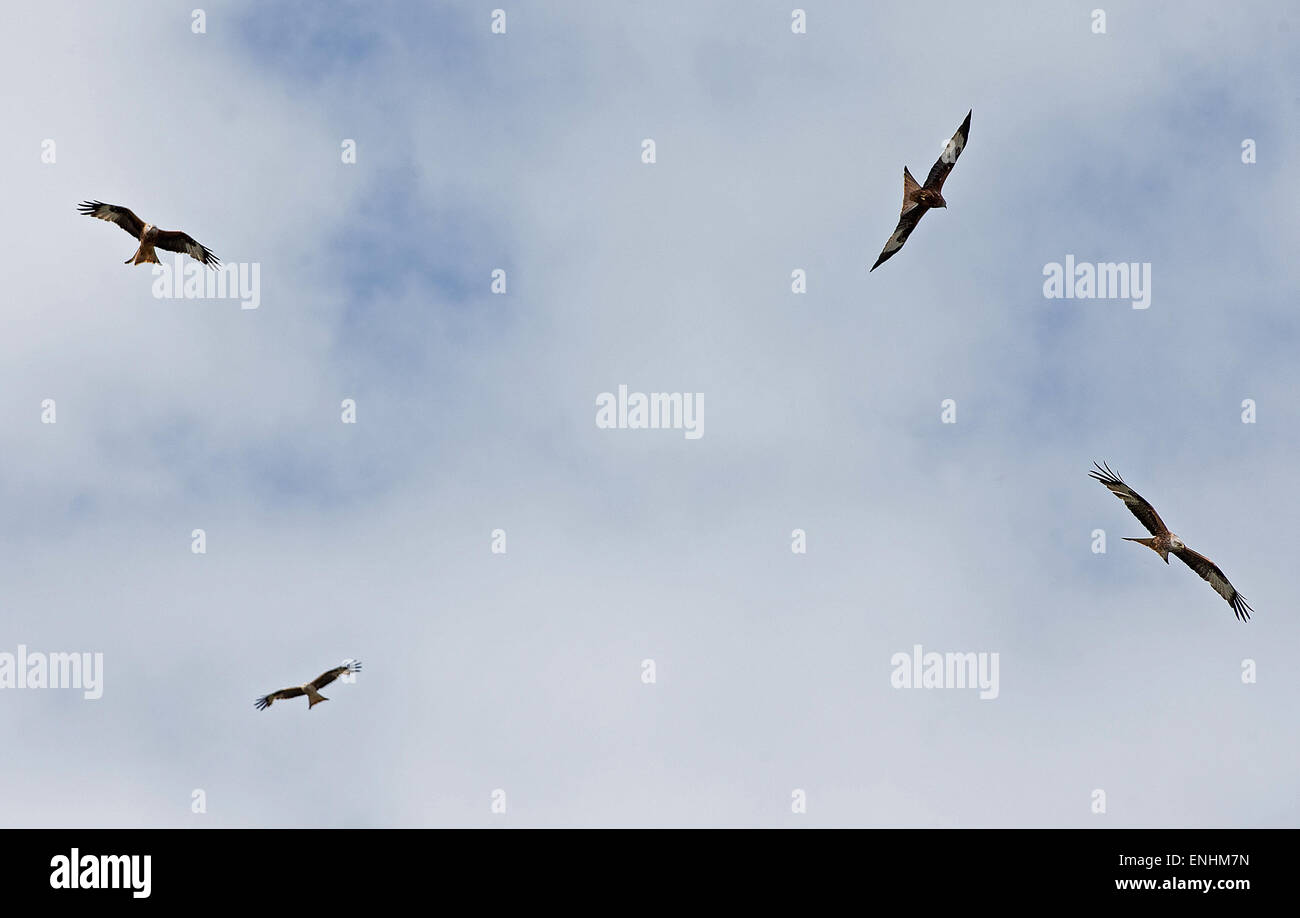 Red Kites fly high over Buckinghamshire Stock Photo Alamy