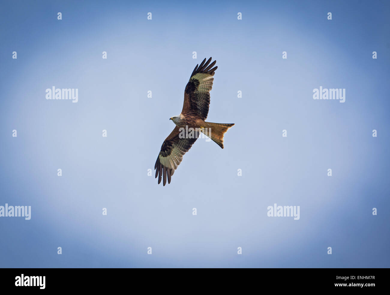 Red Kites fly high over Buckinghamshire Stock Photo Alamy