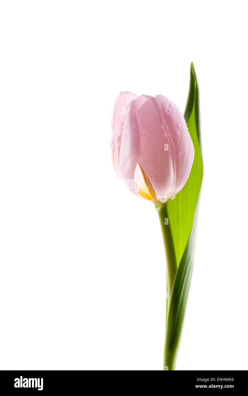 Pink tulip on white background. Stock Photo
