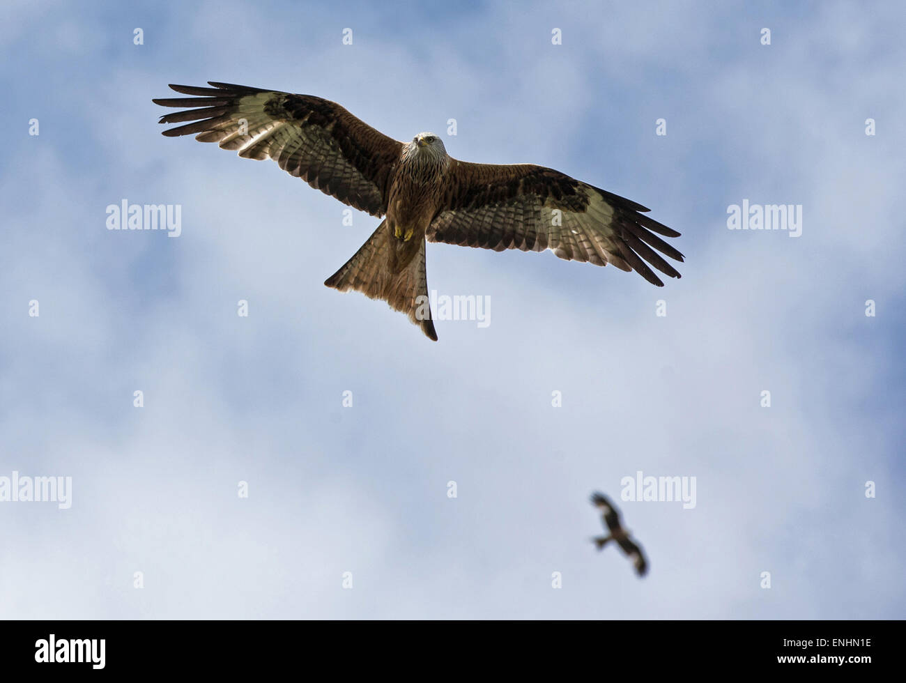 Red Kites fly high over Buckinghamshire Stock Photo Alamy
