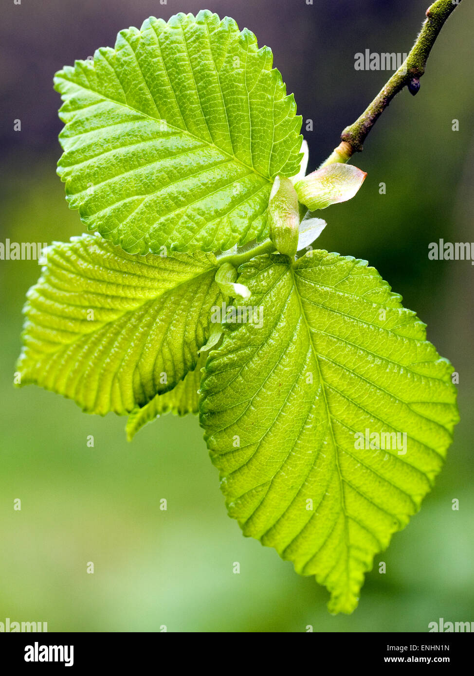 Wych Elm (Ulmus glabra) in May Stock Photo