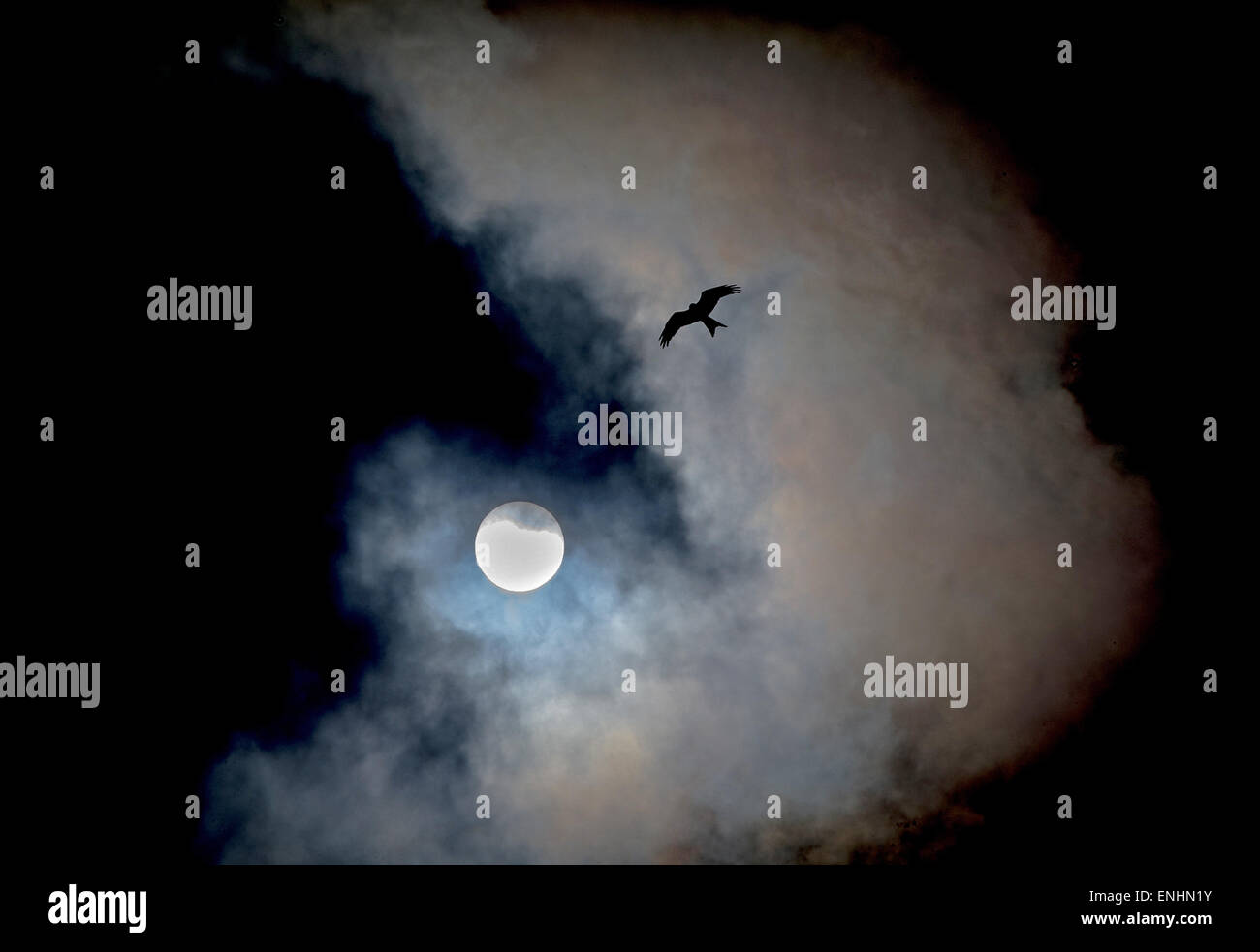 Red Kites fly high over Buckinghamshire Stock Photo Alamy