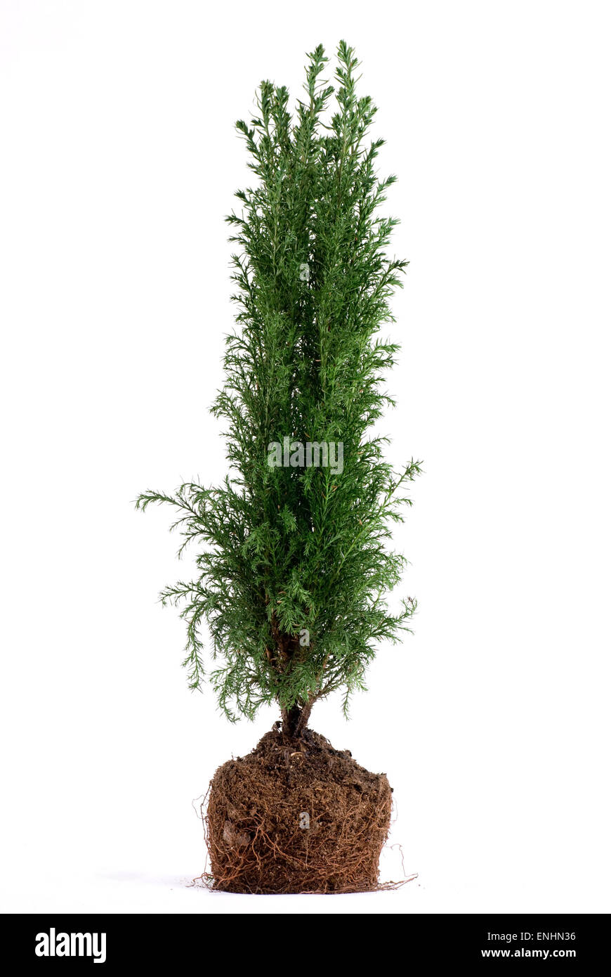 Juniper tree hires stock photography and images Alamy