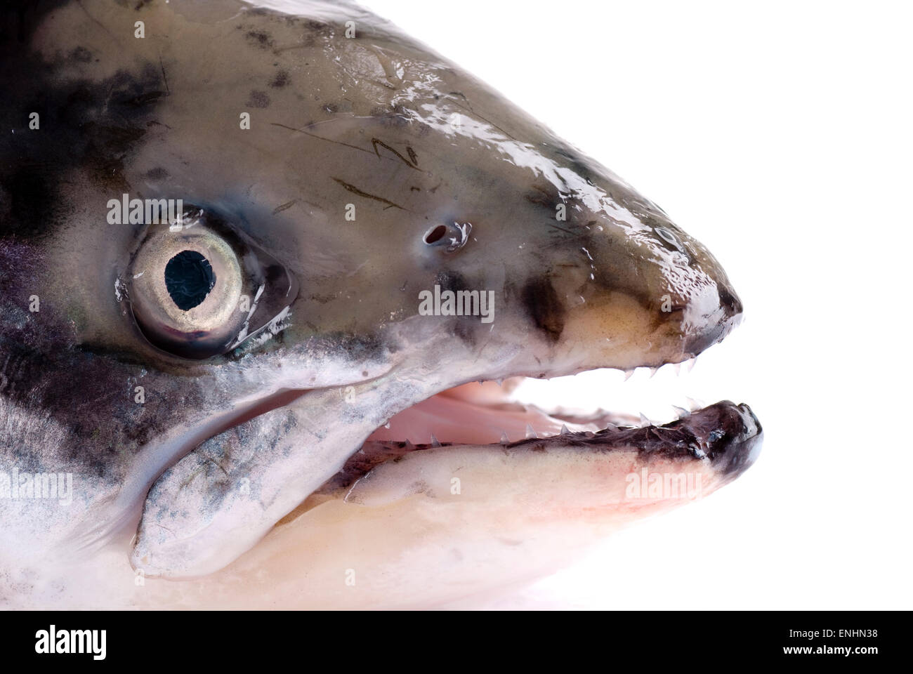 Salmon head close up. White background. Stock Photo
