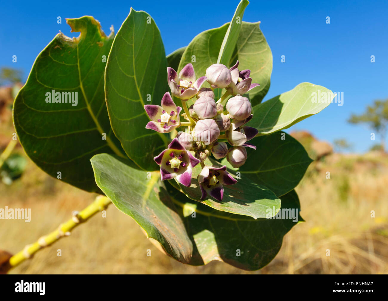 Flowers, Kimberley, Western Australia Stock Photo Alamy