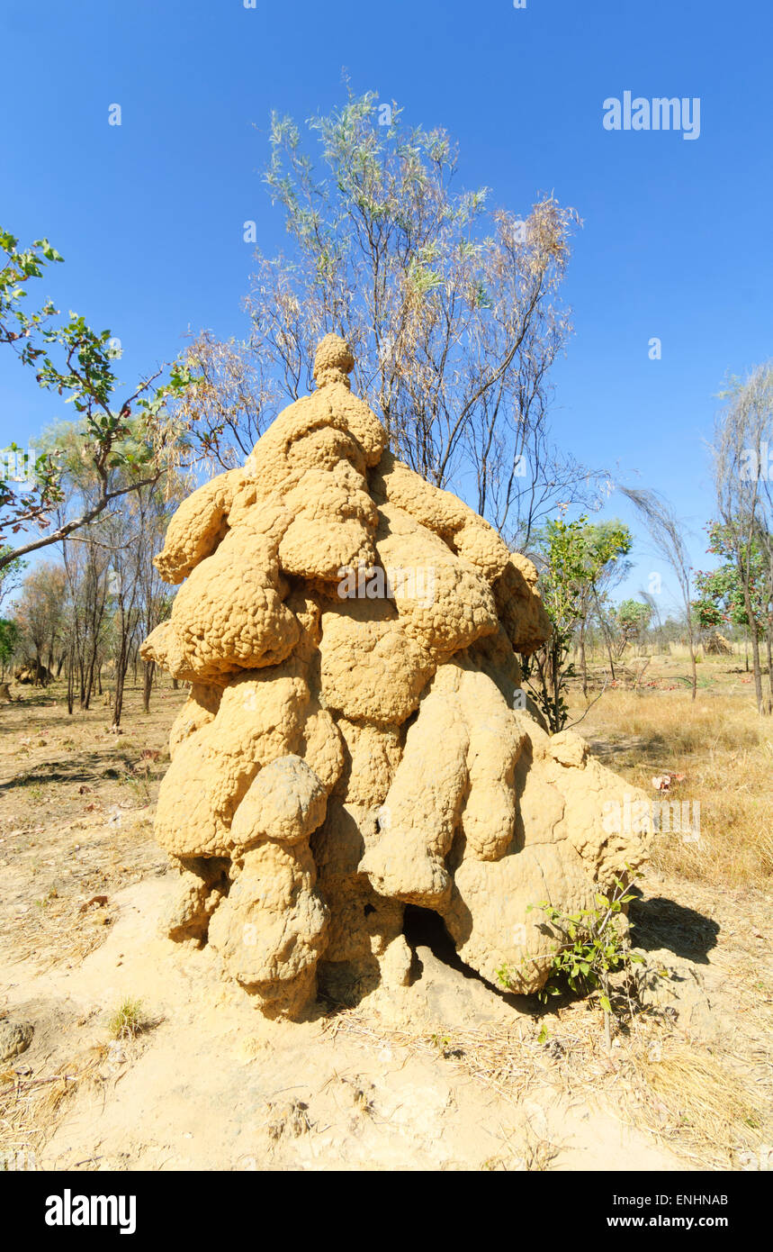Termite Mound, Kimberley, Western Australia Stock Photo