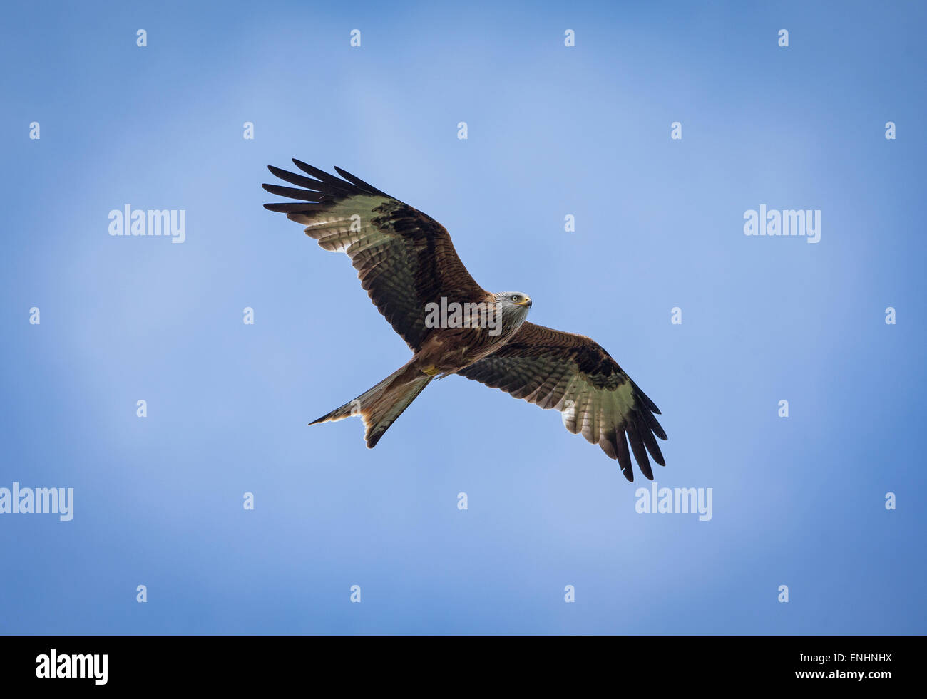 Red Kites fly high over Buckinghamshire Stock Photo Alamy