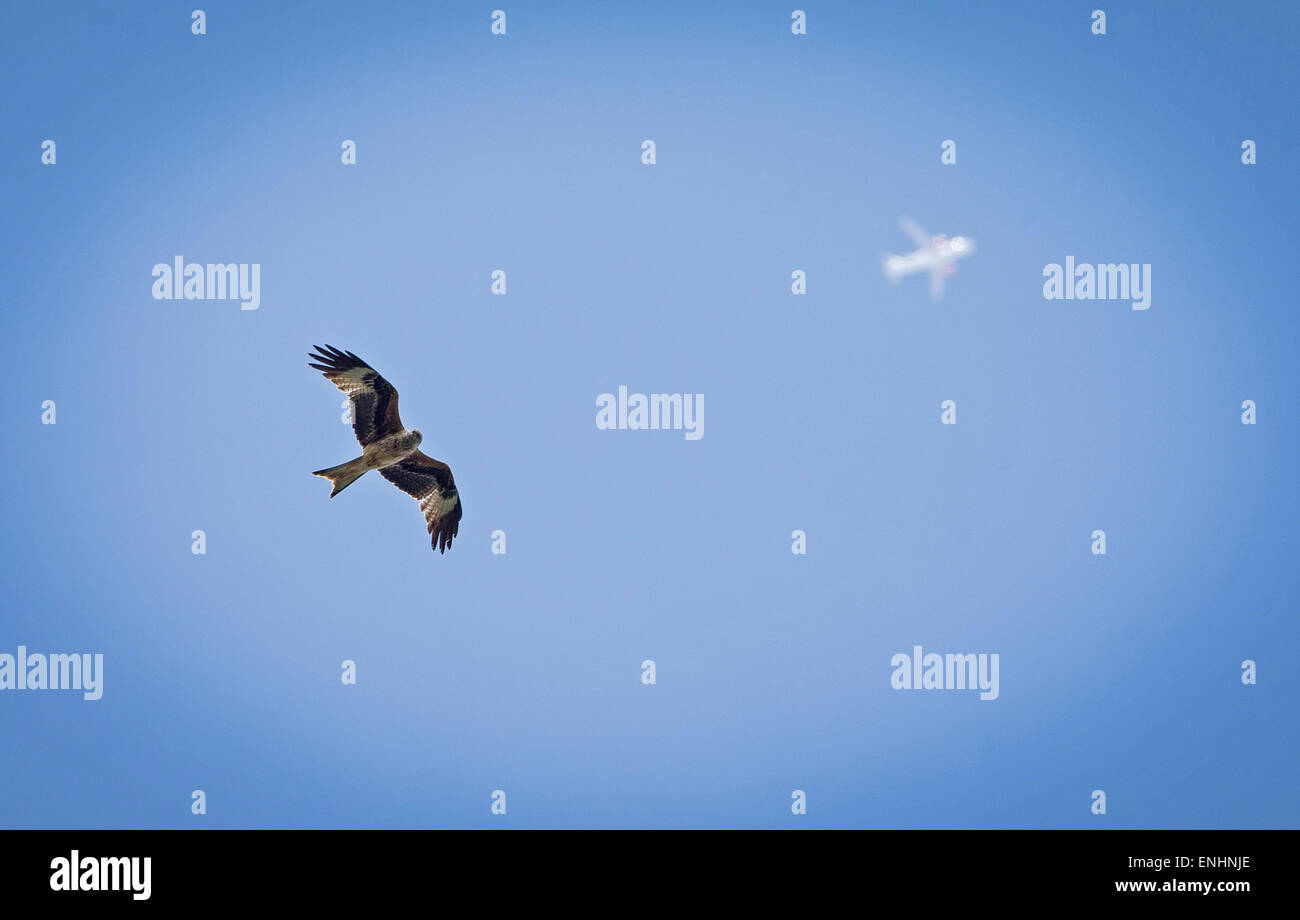 Red Kites fly high over Buckinghamshire Stock Photo Alamy