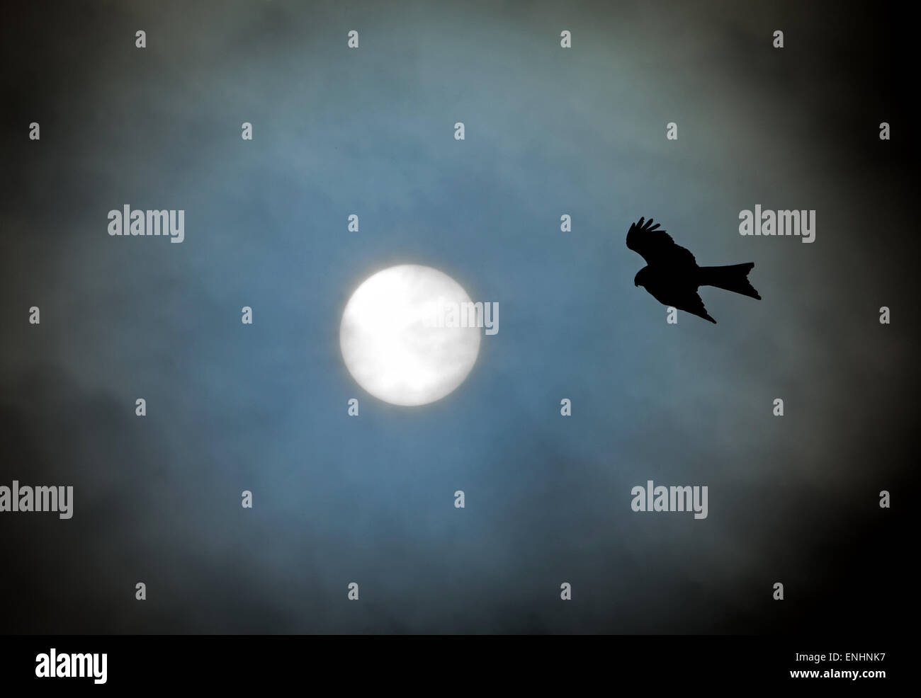 Red Kites fly high over Buckinghamshire Stock Photo Alamy