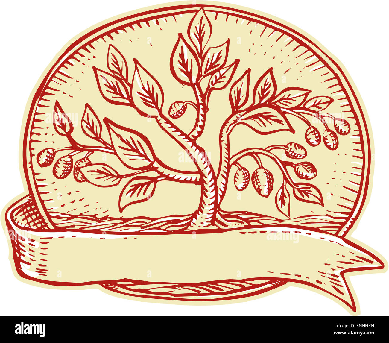 Etching engraving handmade style illustration of an olive tree set inside oval with ribbon on isolated background. Stock Photo