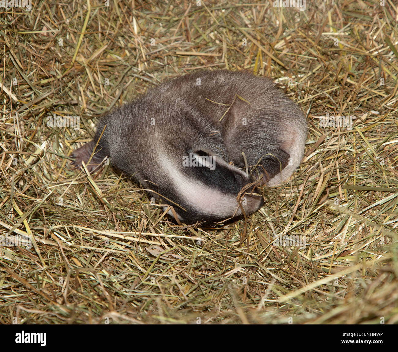Newborn Badger Stock Photo