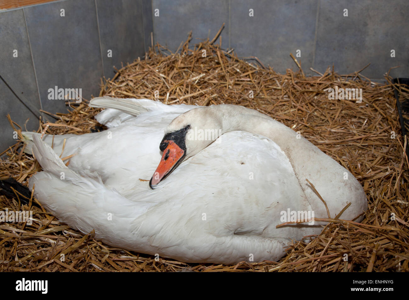 Mute swan with head injury due to airgun shot Stock Photo