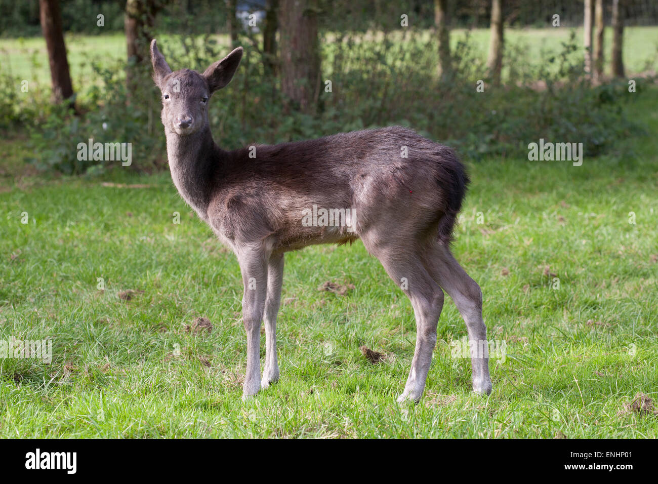 Juvenile Male Fallow Deer in paddock Stock Photo