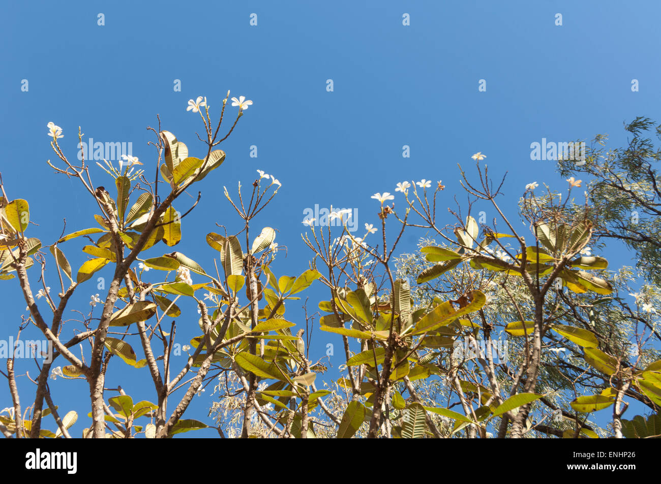 Australian frangipani tree hires stock photography and images Alamy