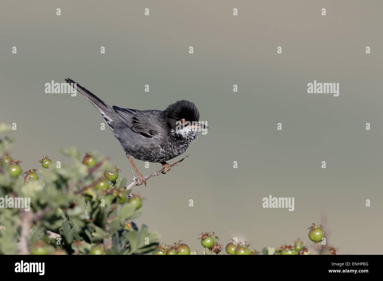 Cyprus warbler, Sylvia melanothorax, single male on perch, Cyprus, April 2015 Stock Photo