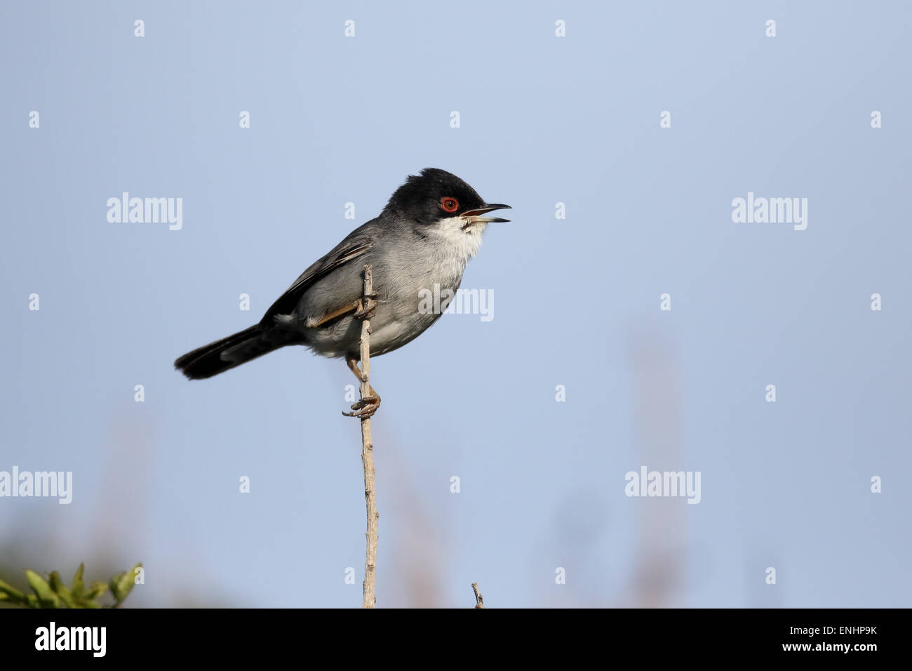 Sardinian warbler, Sylvia melanocephala, single male on perch, Cyprus, April 2015 Stock Photo