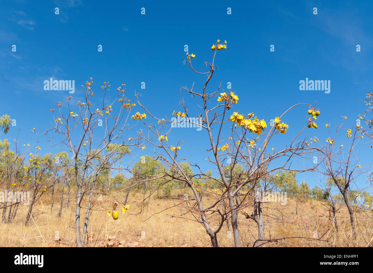 Kapok Tree Flowers (Cochlospermum fraseri), Kimberley, Western Australia, WA, Australia Stock Photo