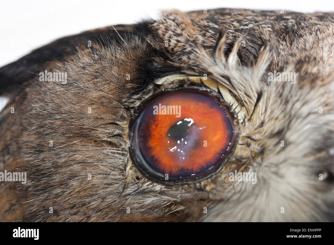 Close up of European Eagle Owl requiring intraocular eye surgery Stock Photo