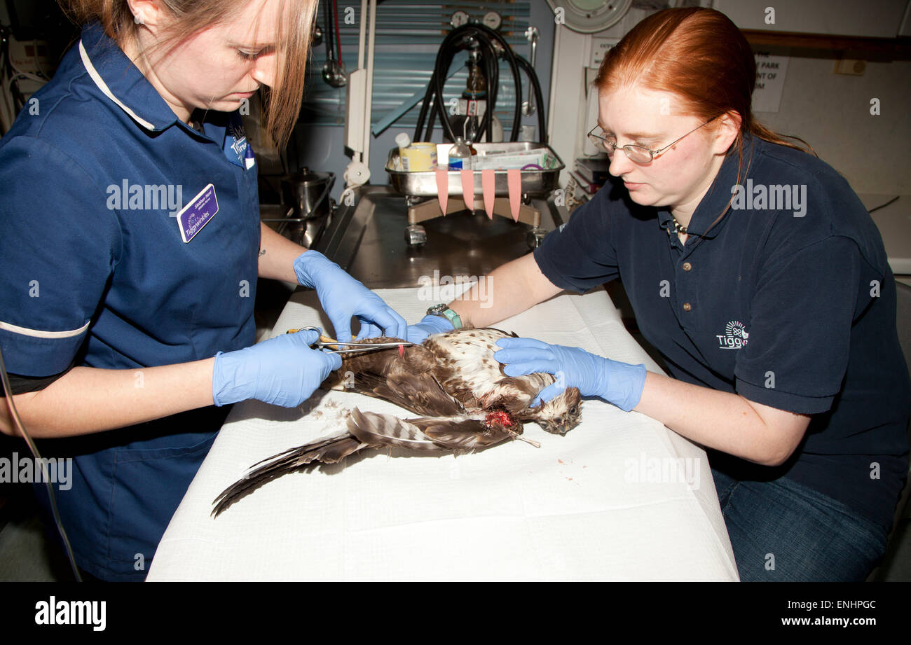 Two Veterinary Nurses examining Common Buzzard Stock Photo