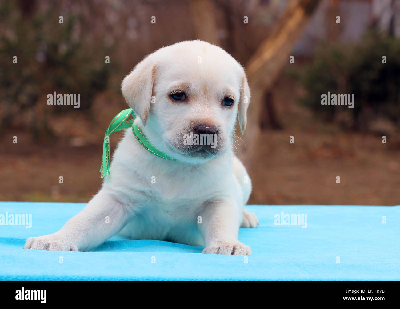 a yellow labrador puppy laying on blue background Stock Photo Alamy