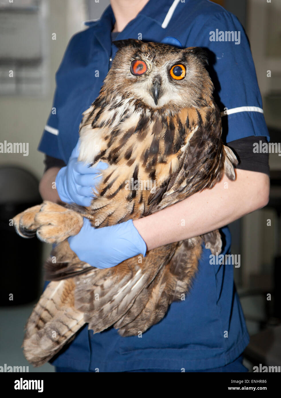 Eurasian Eagle Owl, Bubo bubo, European, bird of prey, being held by veterinary nurse, eye surgery, rescued, rescue, arm Stock Photo