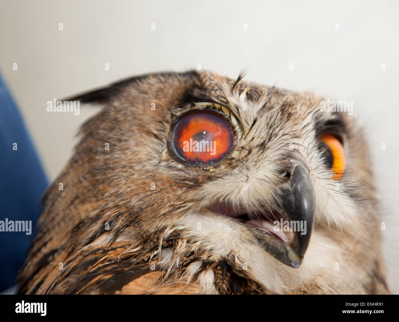 European eagle owl, bubo bubo, requiring intraocular eye surgery Stock Photo
