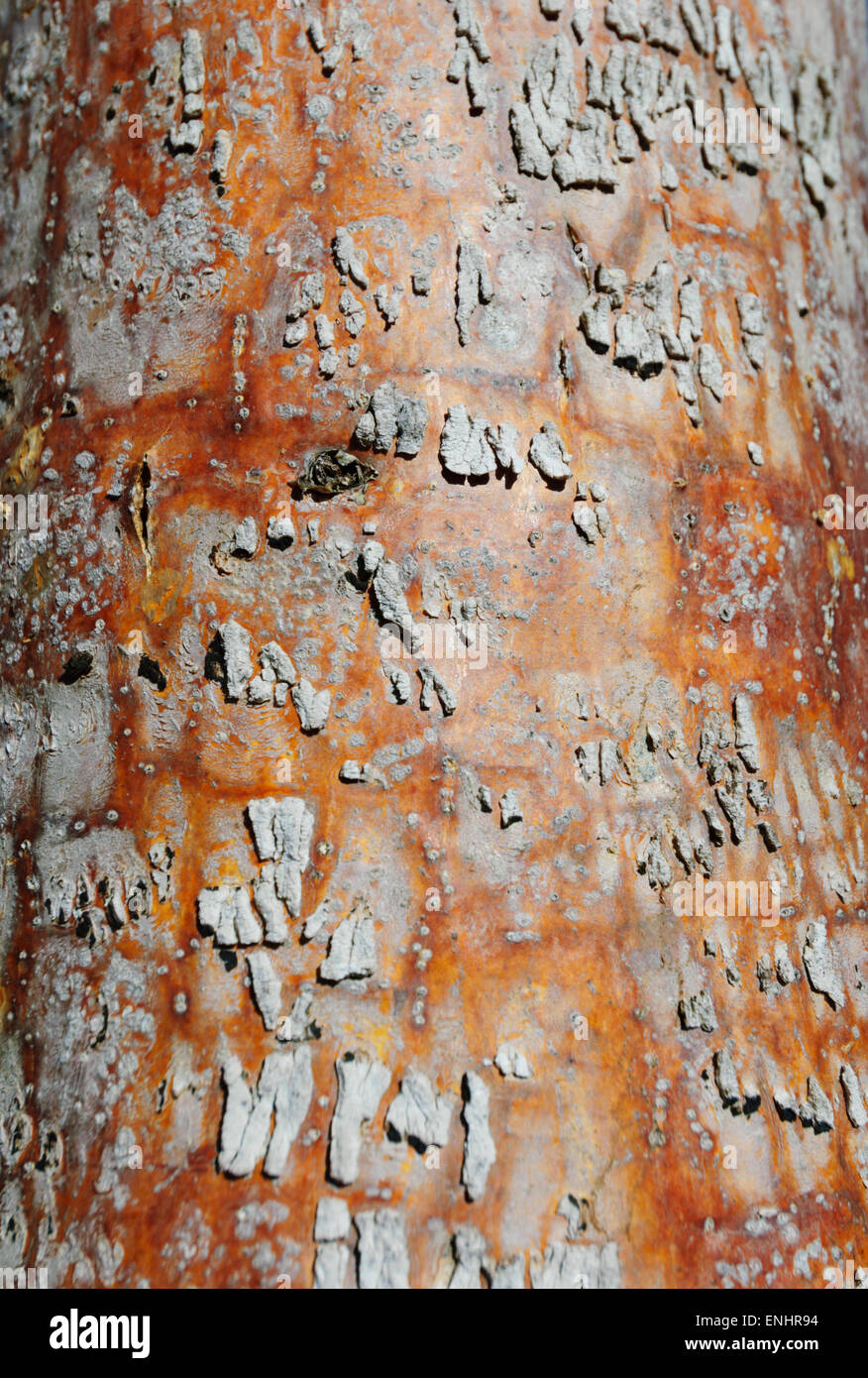 Eucalyptus Bark Details, Kimberley Region, Western Australia, WA, Australia Stock Photo