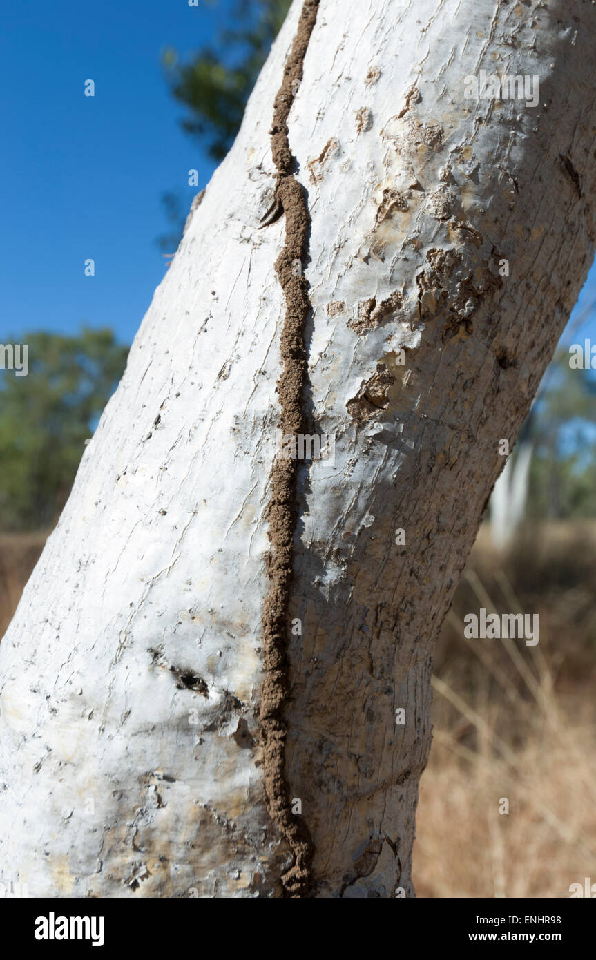 Termites Trail on a Gumtree, Kimberley Region, Western Australia, WA, Australia Stock Photo