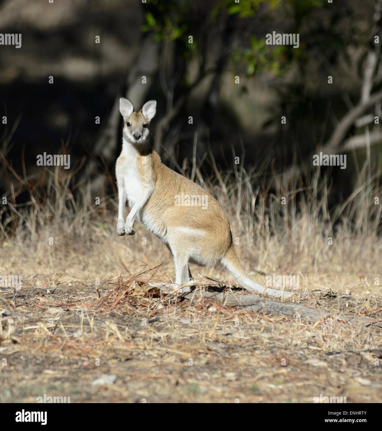 Agile Wallaby (Macropus agilis), Charnley River Station, Kimberley Region, Western Australia Stock Photo