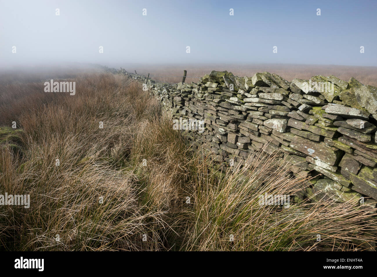 Moorland reeds and a drystone wall near Chinley in Derbyshire. An atmospheric, misty morning. Stock Photo
