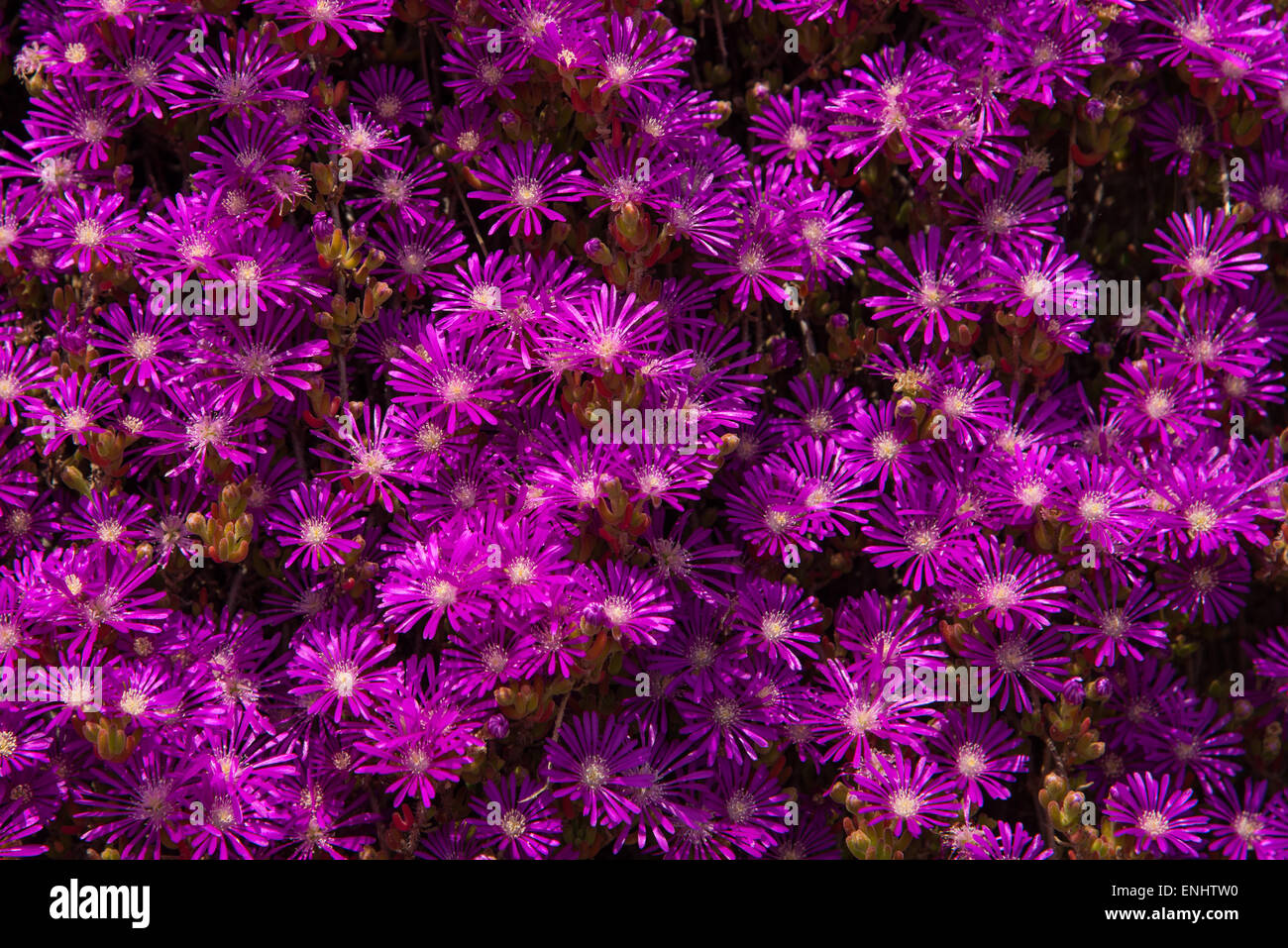 purple mesembryanthemum flowers growing wild in Turkey Stock Photo