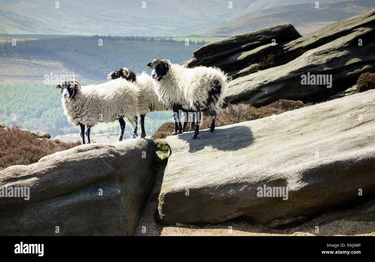 Three sheep standing on a rocky outcrop in the Peak District Derbyshire ...
