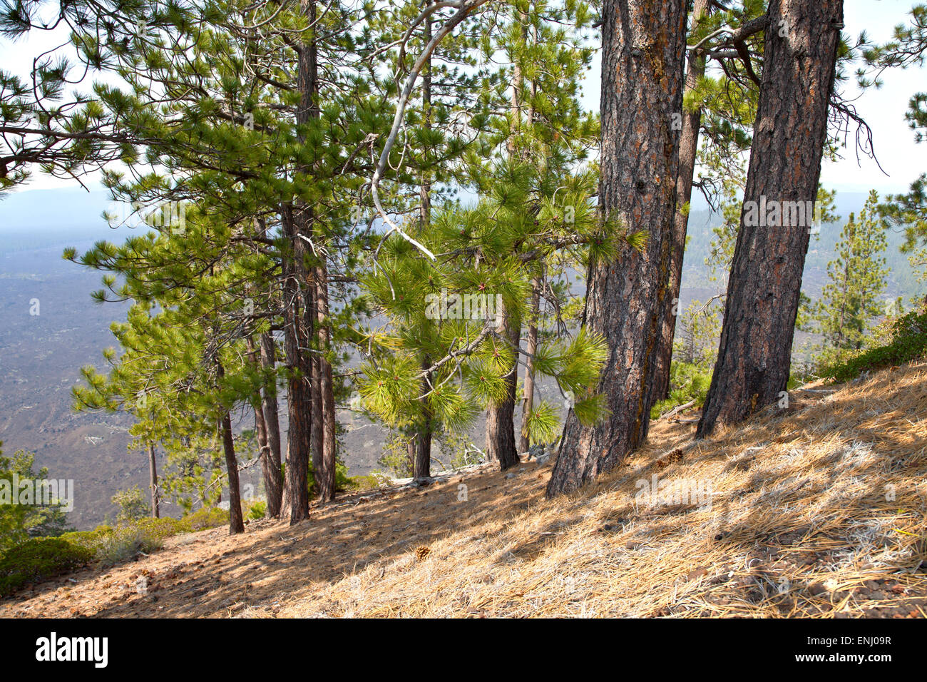 Lava Butte forest trees and hillside near Bend Oregon. Stock Photo