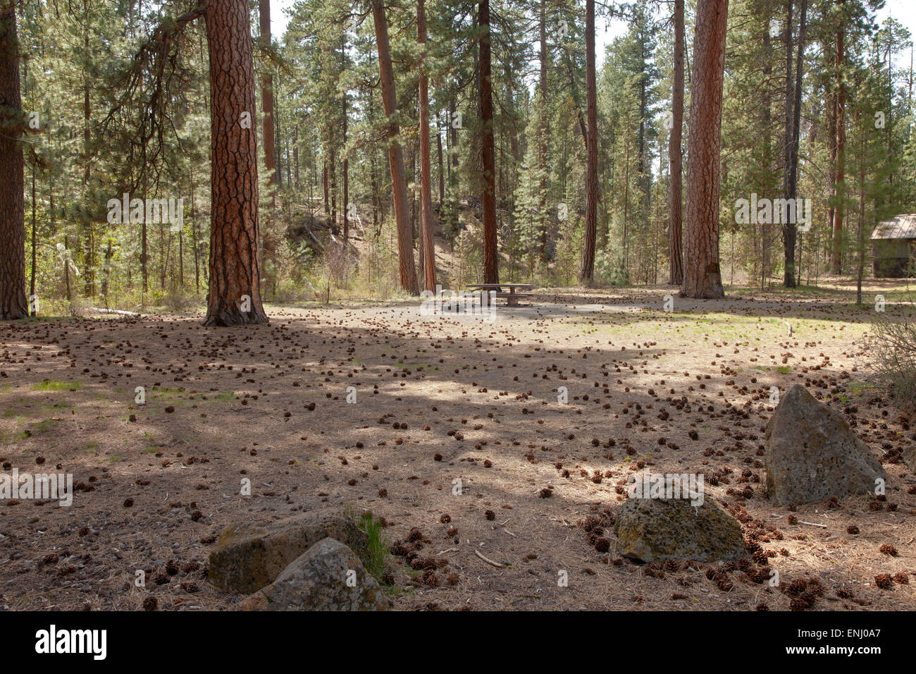 Ponderosa pine trees hires stock photography and images Alamy