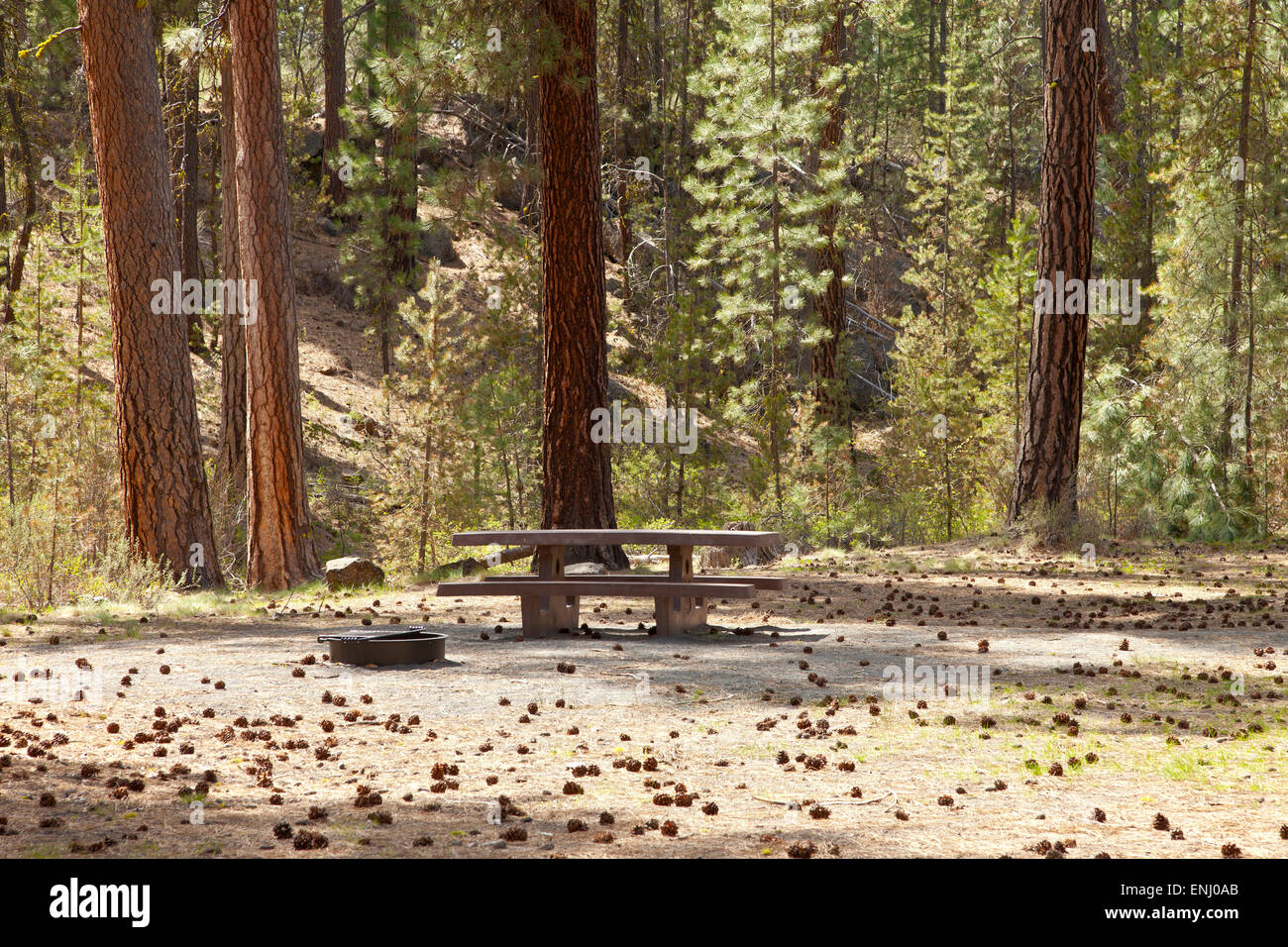Ponderosa pine trees hires stock photography and images Alamy