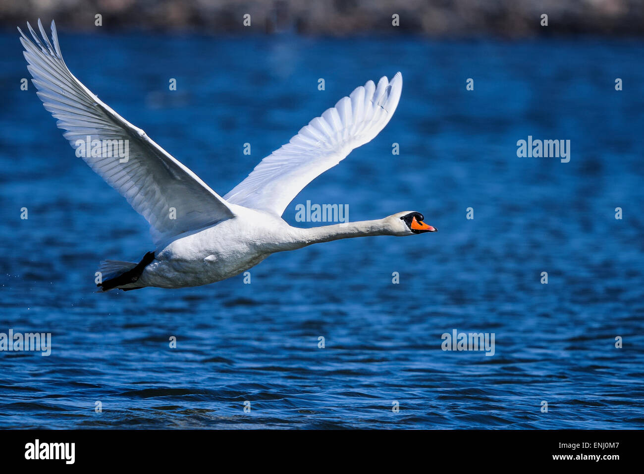 mute swan, cygnus olor Stock Photo