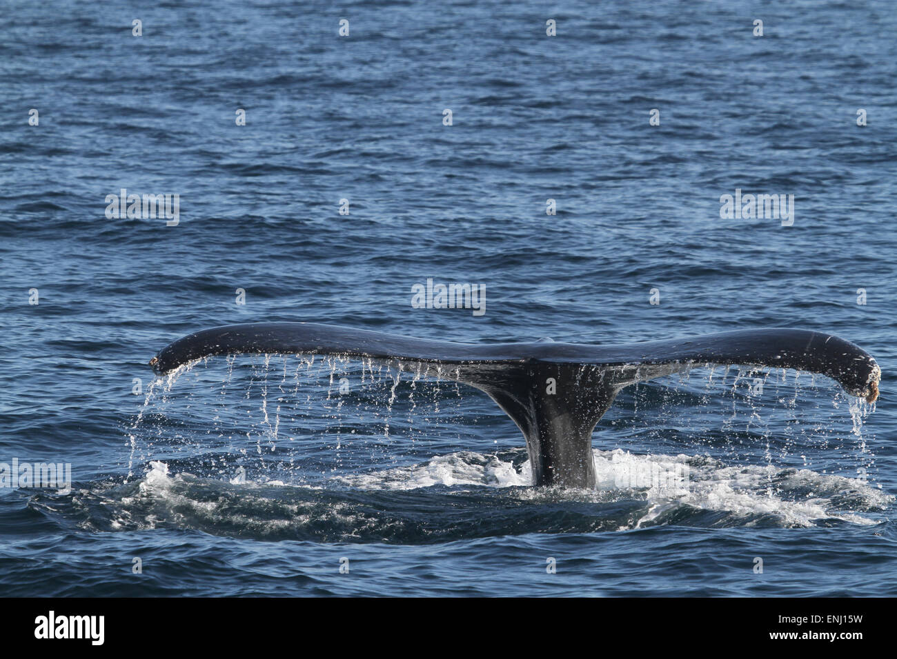 Humpback Whale Tail Fluke Stock Photo