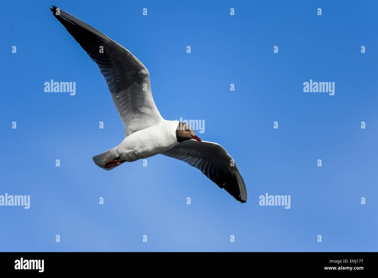 black-headed gull, larus ridibundus Stock Photo