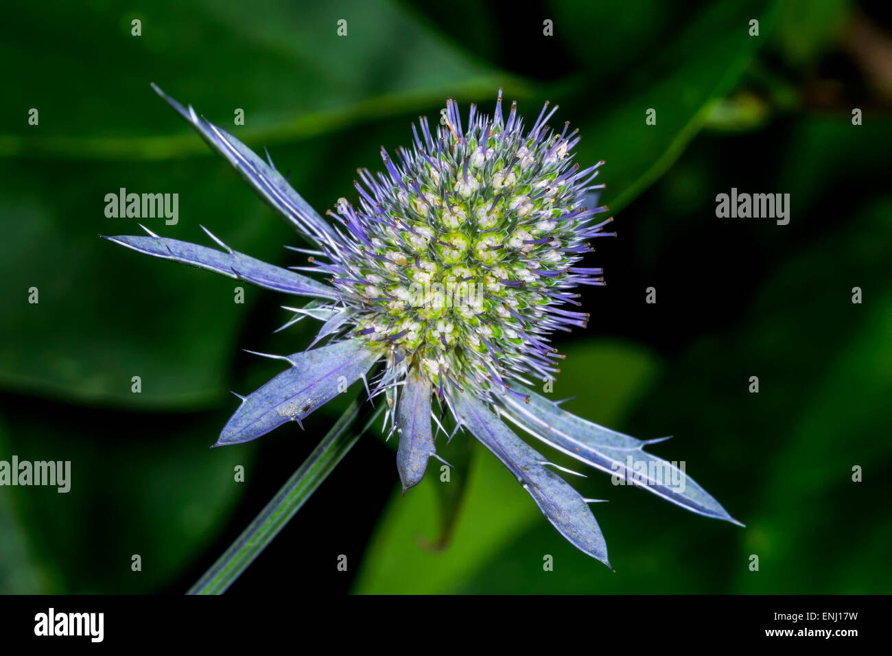 Eryngium planum hires stock photography and images Alamy
