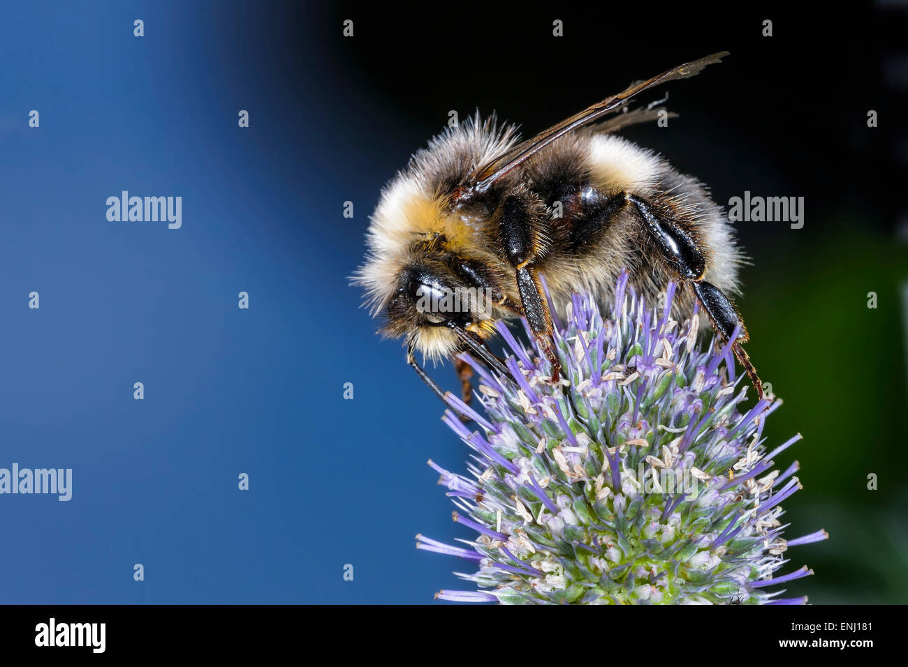 white-tailed bumblebee, bombus lucorum Stock Photo